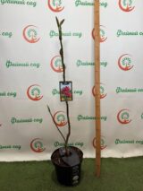 Магнолія 'Emperor', Голандія Н - 1,2-1,4 м С 5 - Зображення 5