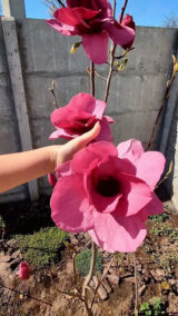 Магнолія 'Emperor', Голандія Н - 1,2-1,4 м С 5 - Зображення 3