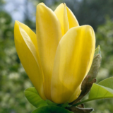 Магнолія ‘Yellow Bird’ Щеплена