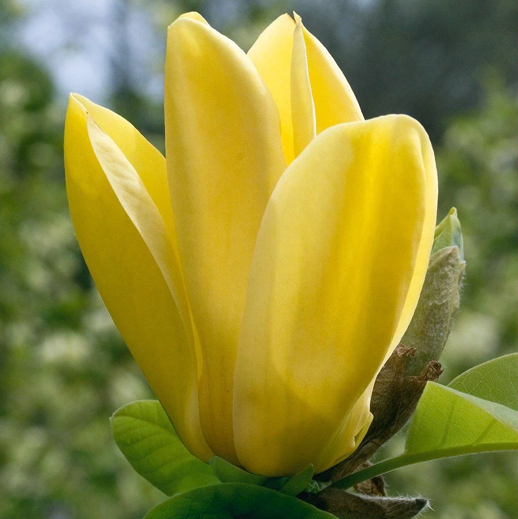 6573360619_magnoliya-yellow-bird.png Магнолія ‘Yellow Bird’ Щеплена - Зображення 1