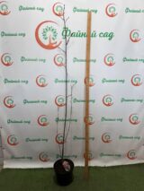 Магнолия "Nigra" Н 1,7 м-1,8 м - Зображення 3