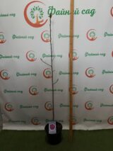 Магнолія ‘Cleopatra’, Н 1,8 м -2 м - Зображення 3