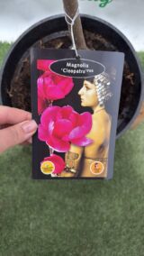 Магнолія ‘Cleopatra’, Н 1,8 м -2 м - Зображення 4