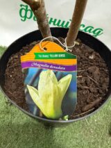 Магнолія ‘Yellow River’, Н - 1 м - 1,2 м - Зображення 3