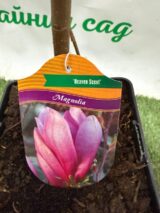 Магнолія ‘Heaven Scent’ Н - 1,2-1,4 м - Зображення 3