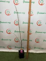 Магнолія ‘Heaven Scent’ Н - 1,2-1,4 м - Зображення 2