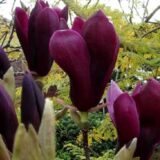 Магнолия "Nigra" Н 1 м-1,2 м