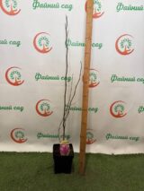 Магнолія ‘Susan’ Н 1 м - 1,2 м - Зображення 2