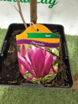 Магнолія ‘Susan’ Н 1 м - 1,2 м - Зображення 3