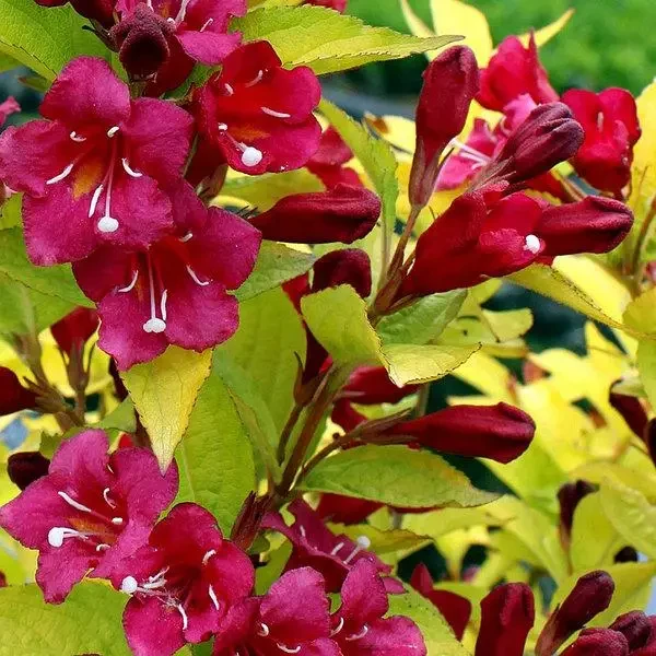 6591684582_sadzhantsi-vejgeli-olimpida.webp Саджанці вейгели "Олімпіда" - Зображення 1