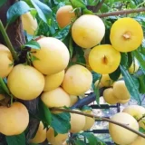 Саджанці сливи "Точесан" (пізньоспілий сорт)