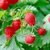 Саджанці Суниці ремонтантної "Регіна"