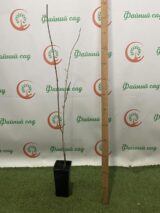 Саджанці гліцинії "Блек Дрегон" (Black Dragon) ЩЕПЛЕНА - Зображення 2