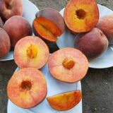 Саджанці персика "Роял  Маджестік" (середньоспілий сорт) - Зображення 2