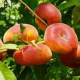 Саджанці інжирного персика "Юла" (пізній сорт)