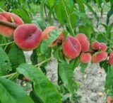 Саджанці інжирного персика "Юла" (пізній сорт) - Зображення 2