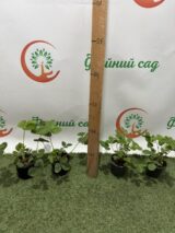 Саджанці Суниці ремонтантної "Регіна" - Зображення 2