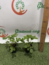 Саджанці Суниці ремонтантної "Регіна" - Зображення 3