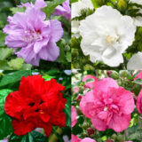 Саджанці гібіскусу махрового "Сюрприз"