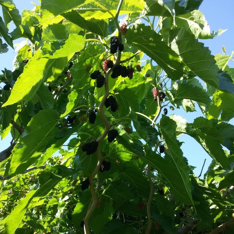 6627087325_shovkovitsya-zvivista.jpg Шовковиця звивиста - Зображення 1