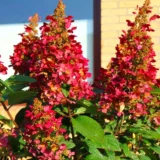 Саджанці гортензії Вімс Ред (Wim's Red) 3 річна - Зображення 2