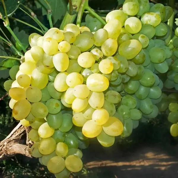 6632479950_sadzhantsi-vinogradu-pisnya.webp Саджанці винограду "Пісня" - Зображення 1