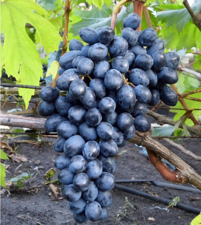 6632489793_sadzhantsi-vinogradu-prezent.jpg Саджанці винограду "Презент" - Зображення 1