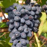 Саджанці винограду "Гала"