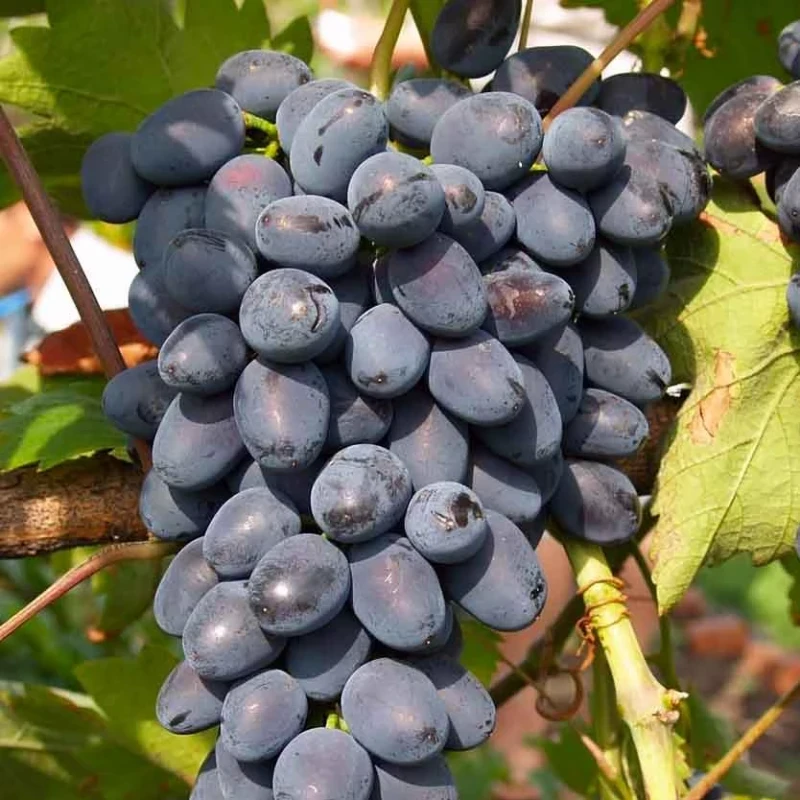 6769594172_sadzhantsi-vinogradu-gala.webp Саджанці винограду "Гала" - Зображення 1