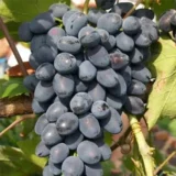 Саджанці винограду "Надія Азос"