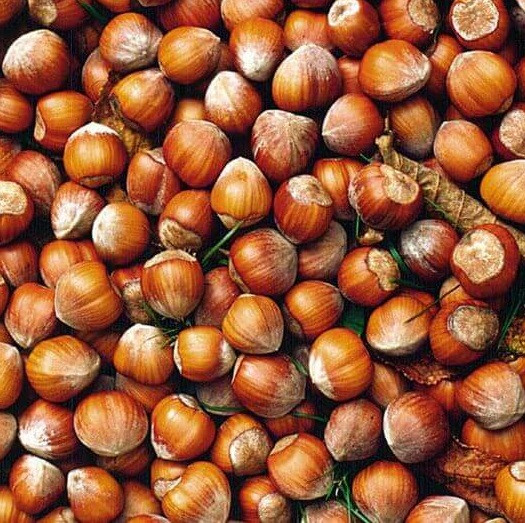 6774948301_sadzhantsi-funduka-tonda.jpg Саджанці фундука "Тонда Романо" (відводок) - Зображення 1