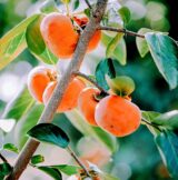 Саджанці хурми "Дар Софіївки" (щеплений, віргінська)