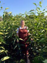 Саджанці хурми "Дар Софіївки" (щеплений, віргінська) - Зображення 2