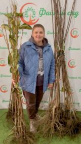 Саджанці хурми "Сонячний дар" (щеплена, віргінська) - Зображення 5