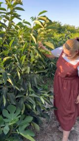 Саджанці хурми "Сонячний дар" (щеплена, віргінська) - Зображення 3