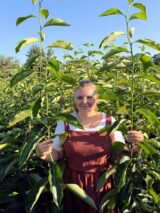 Саджанці хурми "Сонячний дар" (щеплена, віргінська) - Зображення 4