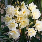 Саджанці олеандру "Варієгатний" П9 - Зображення 2