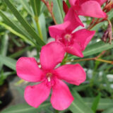 Саджанці "Олеандр"  (темно малиновий ) П9 - Зображення 2