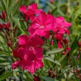 Саджанці "Олеандр карликовий"   (малиновий ) П9 - Зображення 2