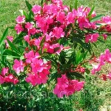 Саджанці "Олеандр карликовий"   (малиновий ) П9