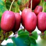 Саджанці актинідії "Пурпурова" (жіноча) Р9