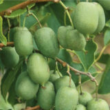 Саджанці актинідії "Оригінальна" (жіноча) Р9 - Зображення 2