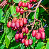 Саджанці актинідії "Скарлет Септембер" червона м’якоть (жіноча) P9