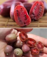 Саджанці актинідії "Скарлет Септембер" червона м’якоть (жіноча) P9 - Зображення 2