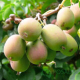 Саджанці актинідії "Баєрн Ківі" (жіноча) Р9