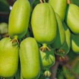 Саджанці актинідії "Баєрн Ківі" (жіноча) Р9 - Зображення 2