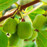 Саджанці актинідії самоплідної "Рогов" (жіноча) Р9 - Зображення 2