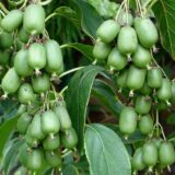 Саджанці актинідії  "Смарагдова" (жіноча) Р9