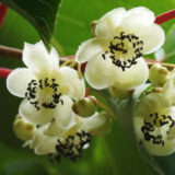 Саджанці актинідії, уневерсальний запилювач "Дон Жуан" Р9