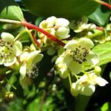 Саджанці актинідії, уневерсальний запилювач "Дон Жуан" Р9 - Зображення 2